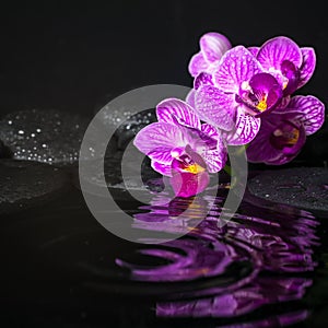 Spa concept of beautiful branches stripped lilac orchid