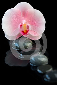 Spa concept of beautiful orchid candle and zen stones with reflection on water