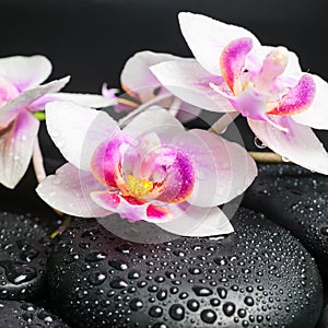 Spa concept with beautiful orchid flower, green branch