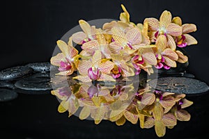 Spa concept of beautiful yellow with red stripped orchid