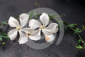 Spa concept of blooming delicate white hibiscus, green twig with