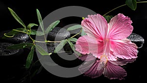 Spa concept of blooming pink hibiscus and green tendril
