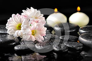 spa concept of blooming white daisy flowers, candles and zen basalt stones with water drops on black background