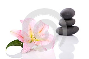 Spa concept with lastone