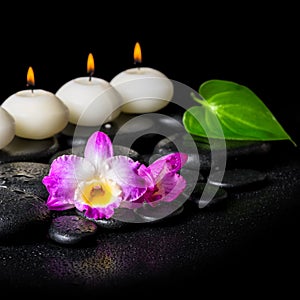 Spa concept of orchid flower, green leaf and row white candles