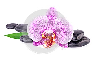 Spa Concept Orchid Flower with Zen Stones
