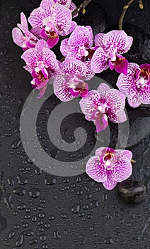 Spa concept with orchid flowers and wet zen massage stones on black background