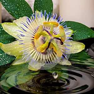 Spa concept of passiflora flower, green leaf with drop