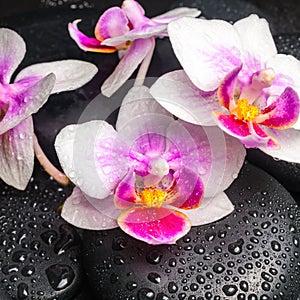 Spa concept with pink with red orchid flower and zen stones