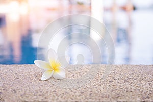 Spa Concept, Plumeria Flowers at the Pool Edge.