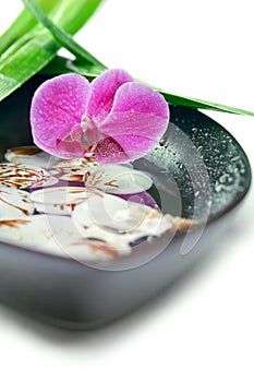 Spa concept: purple orchid, bamboo and shells