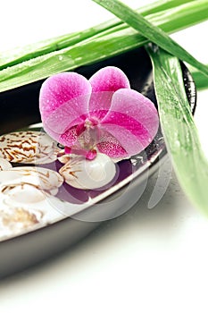 Spa concept: purple orchid, bamboo and shells