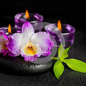 Spa concept of purple orchid dendrobium, twig bamboo with dew an