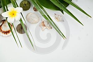 Spa concept on white background, palm leaves, tropical flower, seashell and zen like stones, top view, copy space