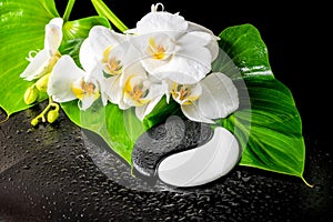Spa concept of white orchid flower, phalaenopsis, green leaf wit