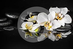 Spa concept of white orchid phalaenopsis and black zen stones with drops on water with reflection