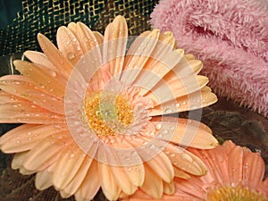 Spa essentials (flowers on water and pink towel)