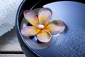 Spa Flower Water Bowl Background