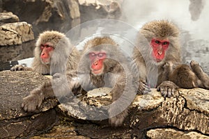 Spa monkeys