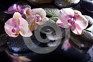 Spa pebbles and pink orchids