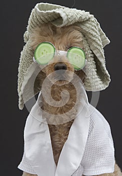 Spa Ready Dog