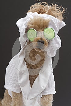 Spa Ready Poodle