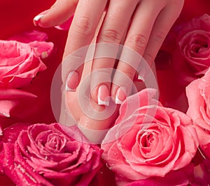 Spa Salon: Beautiful Female Hands with French Manicure in the Bowl of Water with Pink Roses and Rose Petals