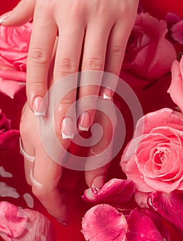 Spa Salon: Beautiful Female Hands with French Manicure in the Bowl of Water with Pink Roses and Rose Petals