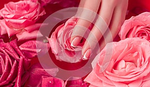 Spa Salon: Beautiful Female Hands with French Manicure in the Bowl of Water with Pink Roses and Rose Petals