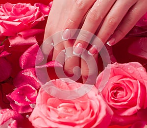 Spa Salon: Beautiful Female Hands with French Manicure in the Bowl of Water with Pink Roses and Rose Petals