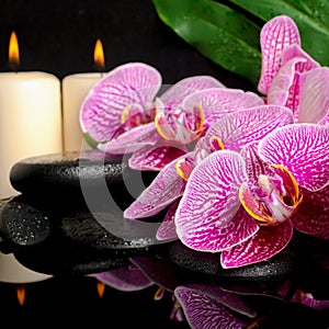 spa setting of blooming twig stripped violet orchid (phalaenopsis ), zen stones, big green leaf and candles with drops and