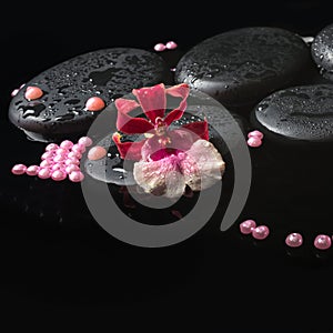 Spa setting of orchid cambria flower on zen stones with drops