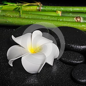 Spa setting of white flower frangipani, zen basalt stones