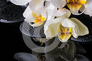 spa setting of white orchid (phalaenopsis), zen stones