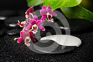 Spa setting of zen and sign Yin-Yang stones, orchid