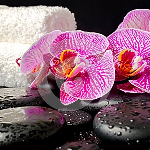 Spa setting of zen stones with drops, blooming twig