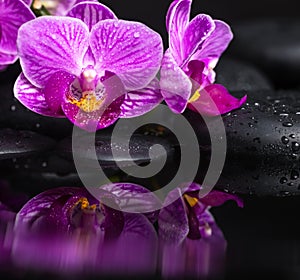 Spa still life of beautiful branches stripped lilac orchid
