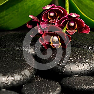 Spa still life of beautiful deep purple orchid flower, phalaenopsis and zen stones with drops on black background, closeup
