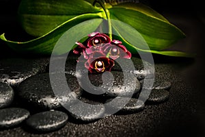 Spa still life of beautiful deep purple orchid flower, phalaenopsis and zen stones with drops on black background, closeup