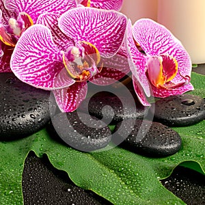 Spa still life of blooming twig of stripped violet orchid