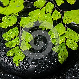 Spa still life of green branch maidenhair and black zen stones