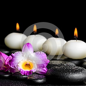 spa still life of purple orchid dendrobium with dew and row white candles on black zen stones, closeup