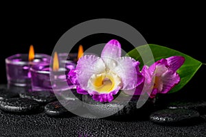 Spa still life of purple orchid dendrobium, green leaf Calla lil