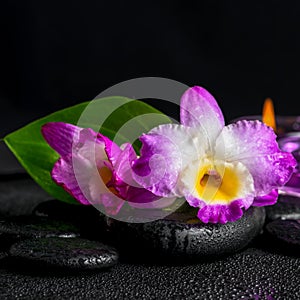 spa still life of purple orchid dendrobium, green leaf Calla lily and candles with drops on black zen stones, closeup