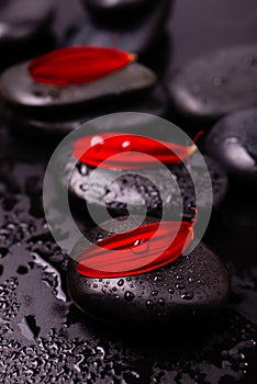 Spa still life, red gerbera petals with black stones