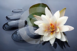 Spa still life with water lily and zen stone in a serenity pool