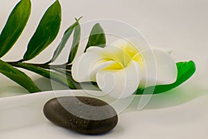 Spa still life on white background, relaxation and spa concept. Green leaves and black wet stones.