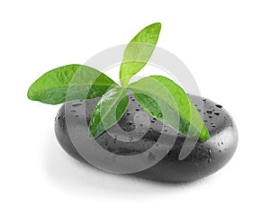 Spa stone and green leaves with water drops on white