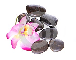 Spa stones and beautiful hot pink orchid flower isolated