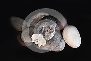 Spa stones and beautiful orchid flower on black background